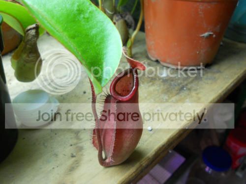 NvikingXtruncata1_10-5-12.jpg