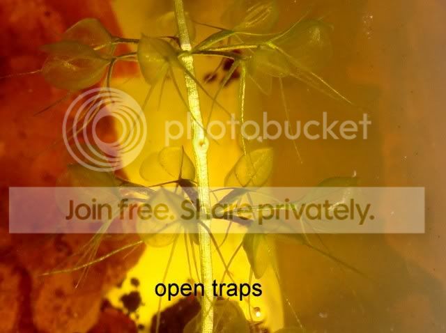 aldrovanda_traps.jpg