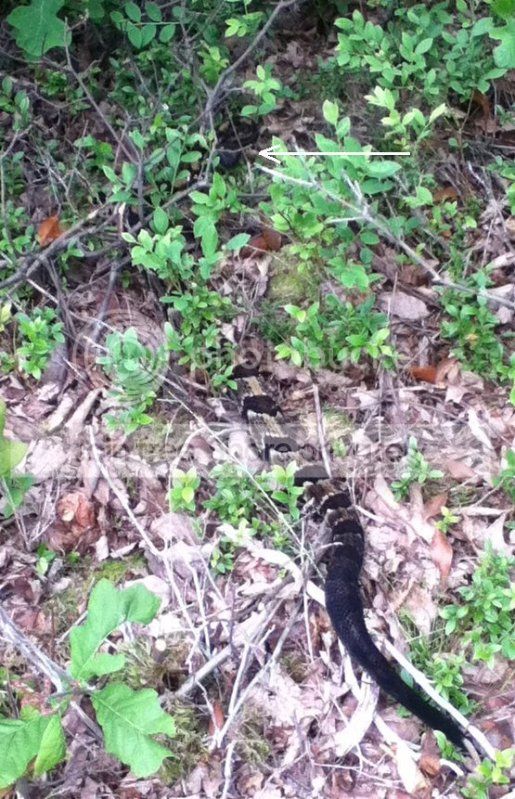 Rattlesnakeleavingarrow061712.jpg
