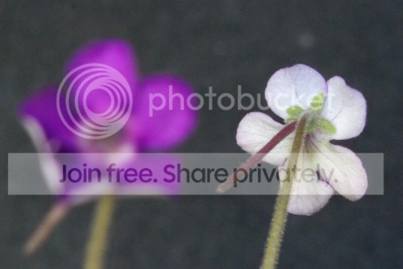 _IGP0460a.jpg