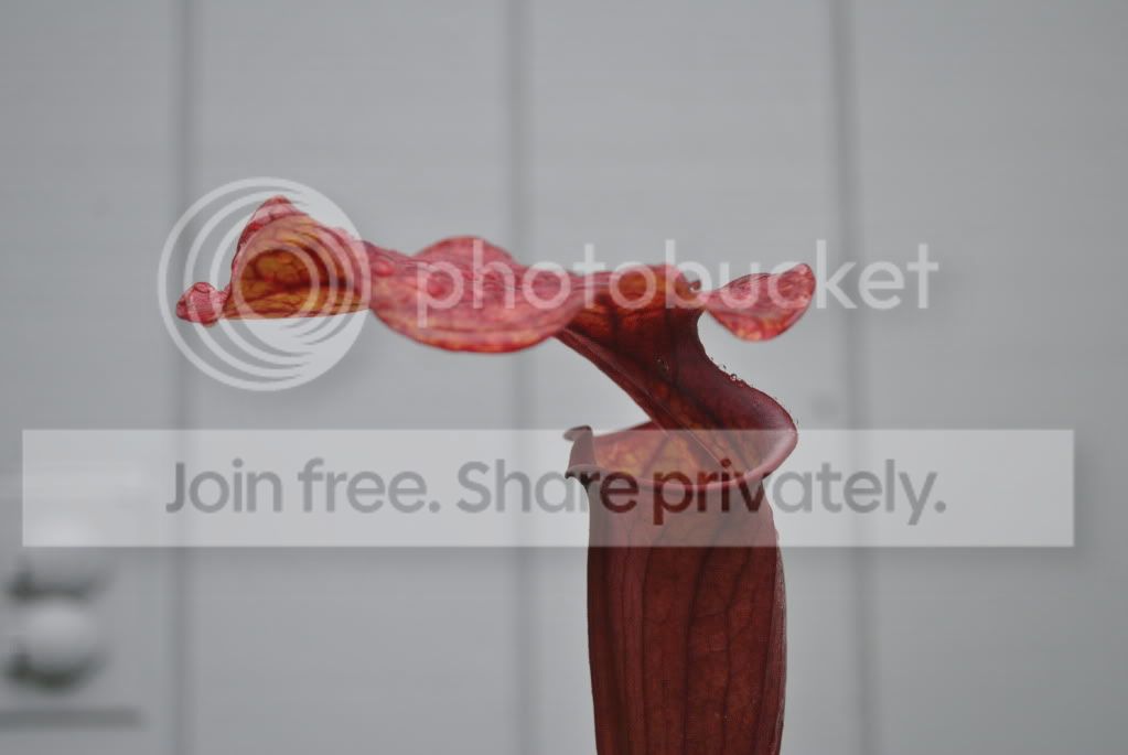 DSC_0687.jpg