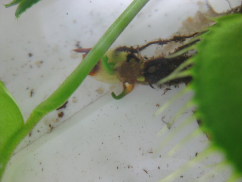 20110525zoom.jpg