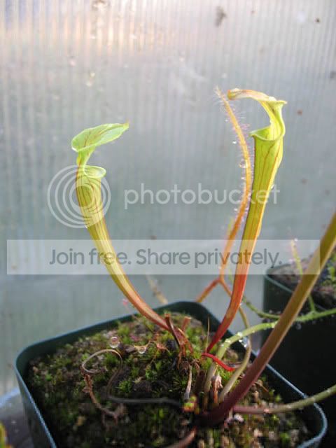 GreenhouseSarr.jpg