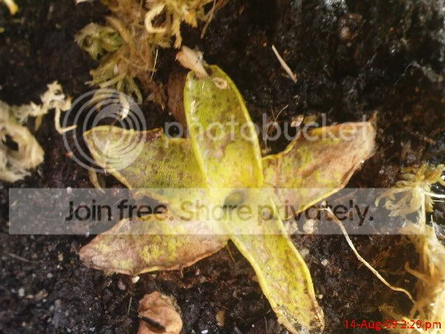 sarracenia031.jpg