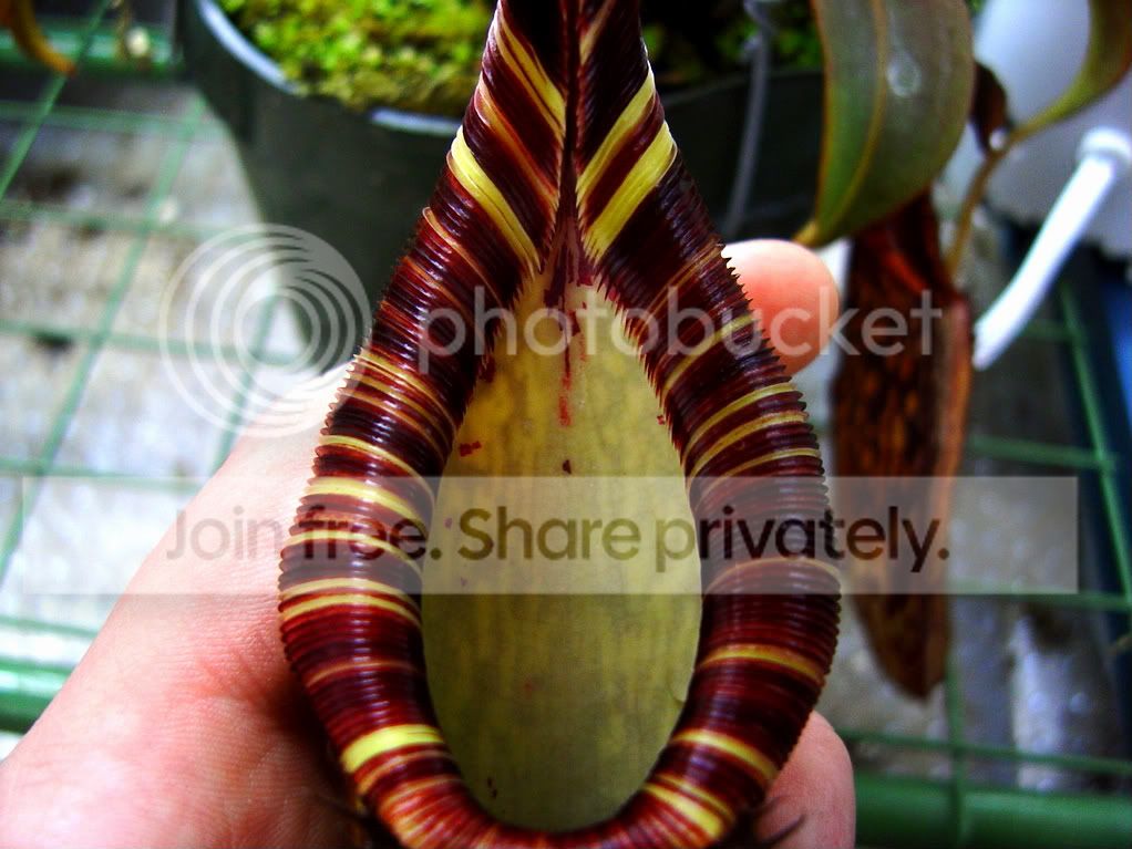Spectabilis007.jpg