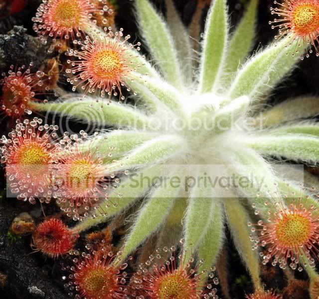 d_ordensis.jpg