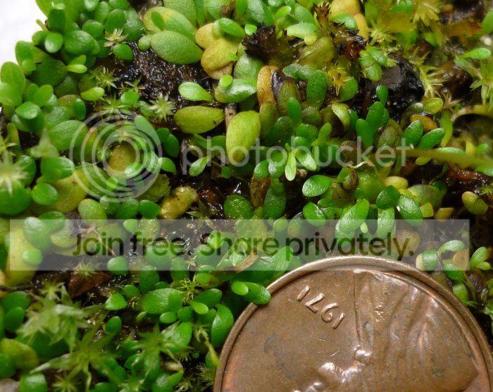 Uwarburgiifoliage010912RS.jpg