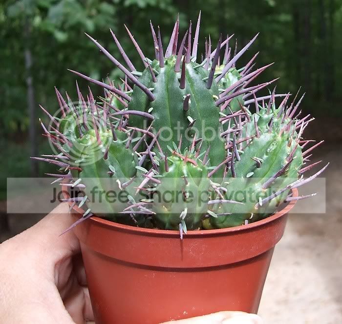 AfricanMilkTreebush006.jpg