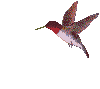 Humming_bird_3.gif