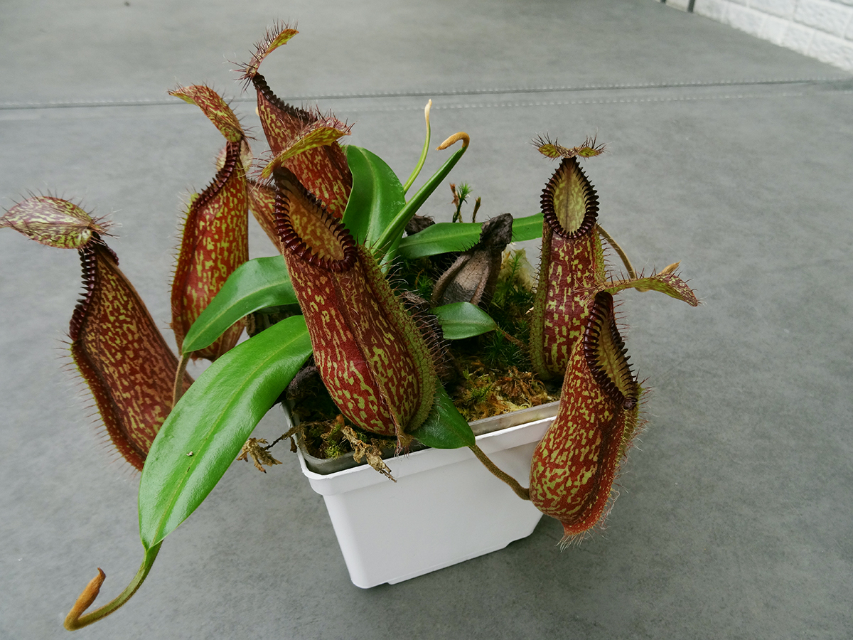 nepenthes-hamata-2.jpg