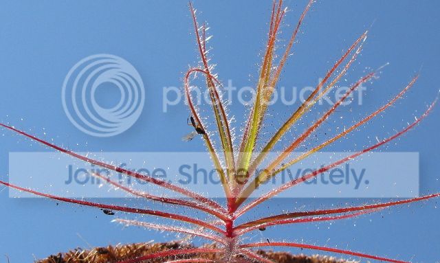 IMG_3205-R-gorgonias-July-7-2012.jpg