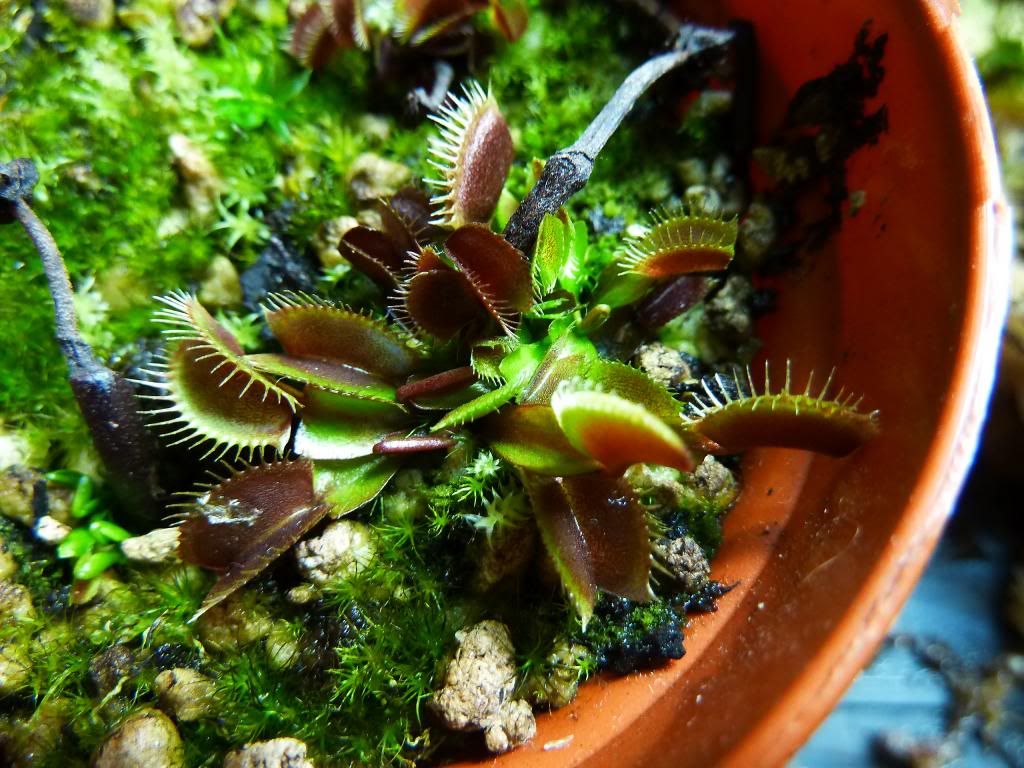 flowerstalkvft12102012026.jpg