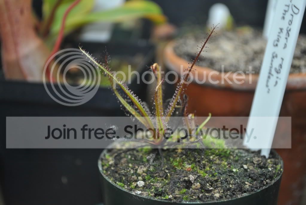Drosera033.jpg