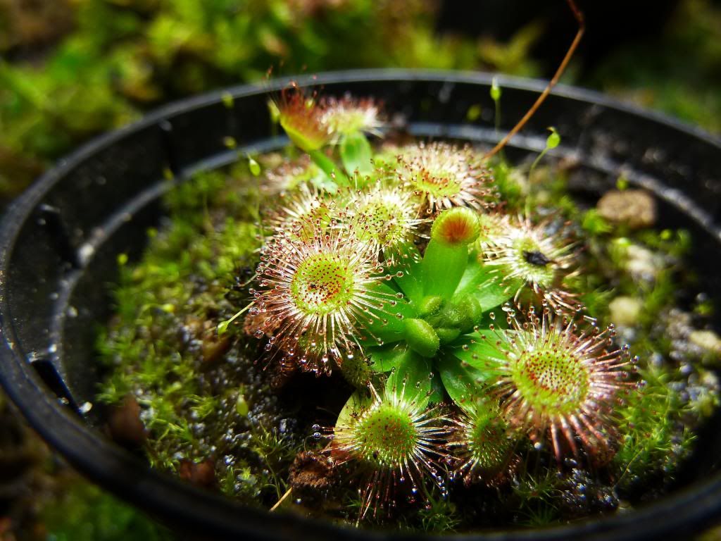 flowerstalkvft12102012076_zpsdf3b3d6a.jpg