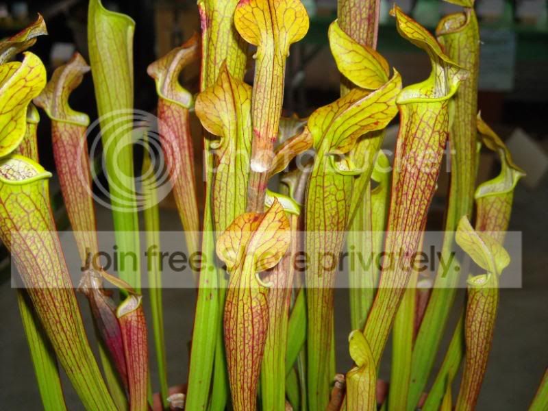 NECPS08208.jpg