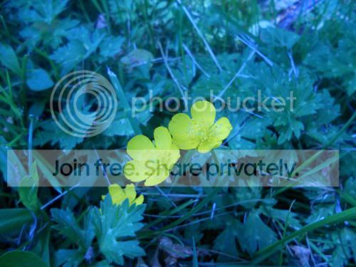 buttercup-bluebg_6-7-11.jpg