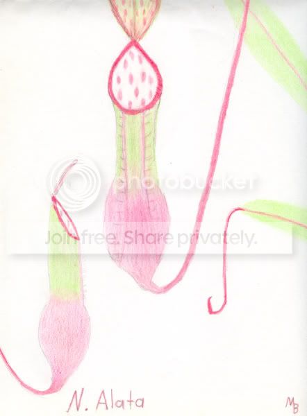 Nep-drawing01.jpg