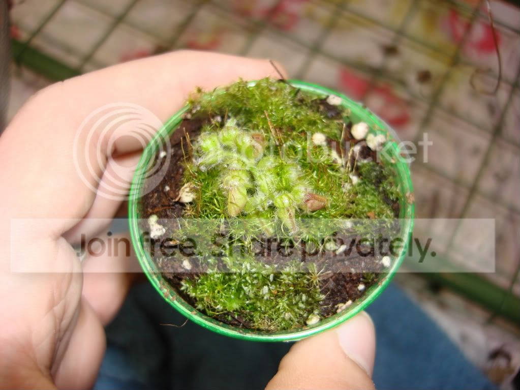 Youngcephalotus001.jpg