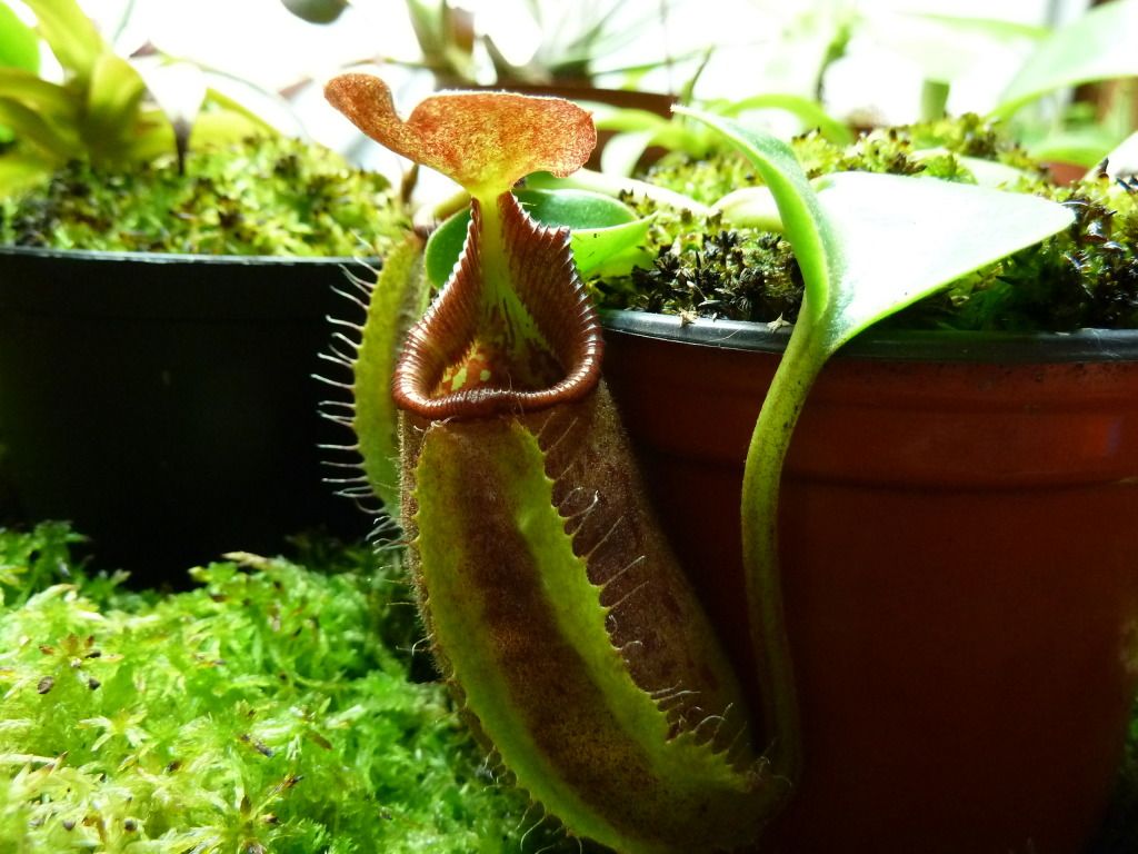 plants10032012074.jpg