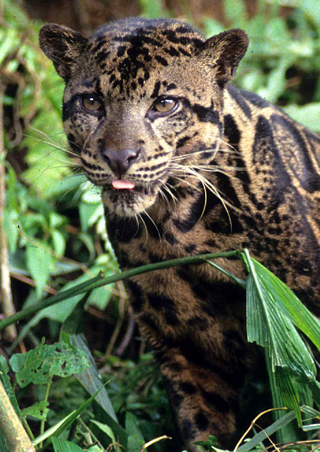 leopardR1403_468x660.jpg