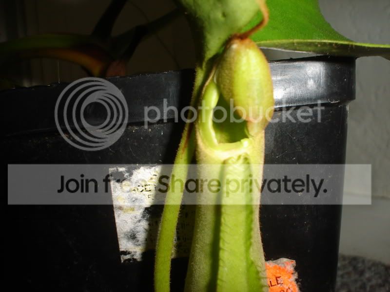 Truncatadeformed001.jpg