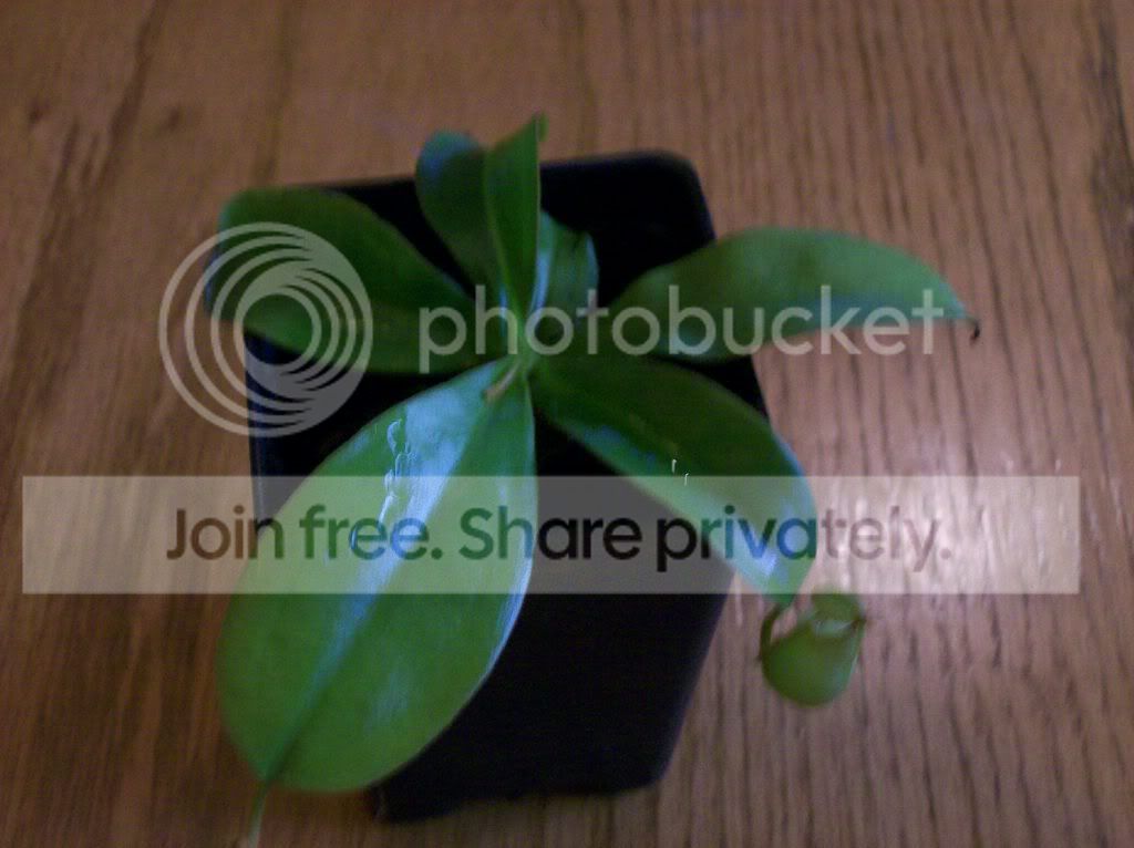 plants060.jpg