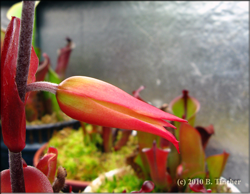 pulcella_flower_2_2010.jpg