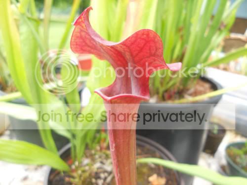 Shank_6-14-12.jpg