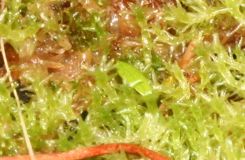 3105425746_55882f50c7.jpg