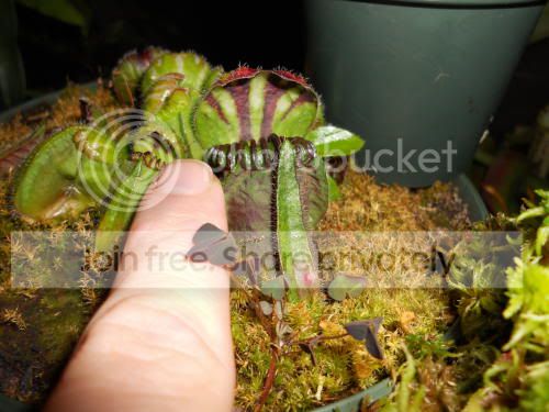 cephalotus_12-20-11.jpg