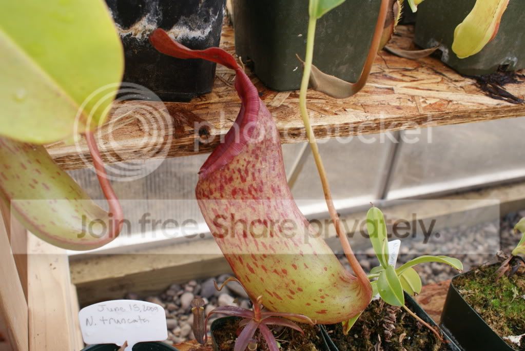 nepenthes010-1.jpg