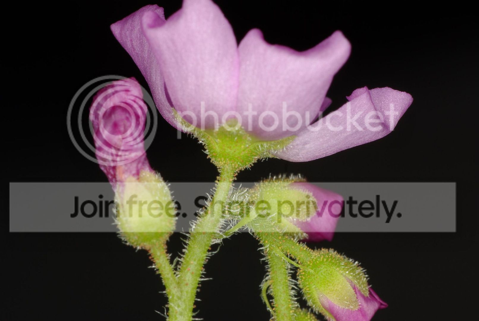 IMGP8237.jpg