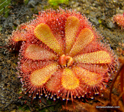 Drosera_admirabilis_sp_Floating.JPG