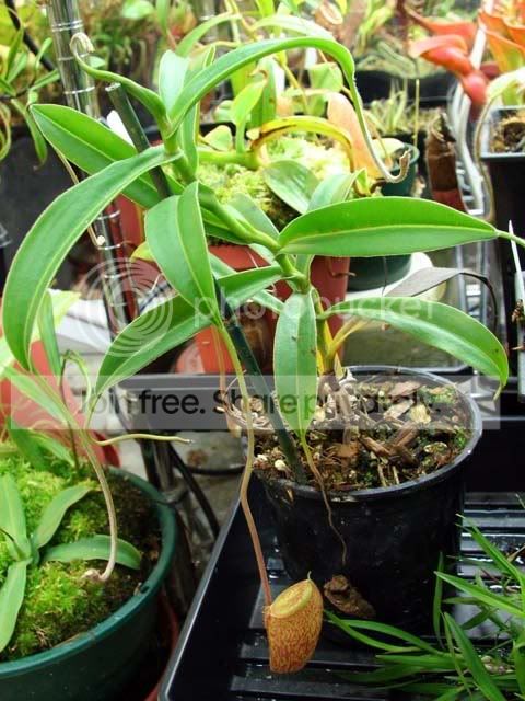 N.talengensis.jpg