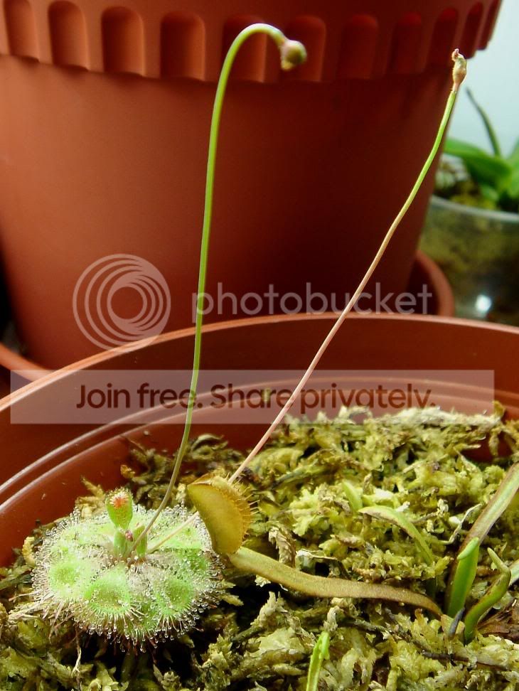 sessilifoliaflowerslq.jpg