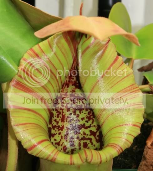 truncata2-2.jpg