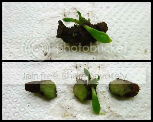 cephalotus_rhizome_cutting3_101211.jpg