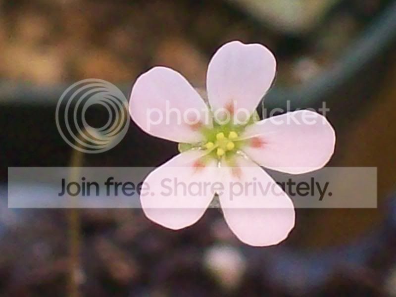 Picture007-11.jpg