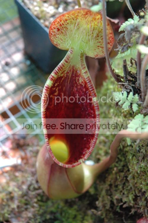 2006-6-7_N_lowii_Wistuba_plants014.jpg