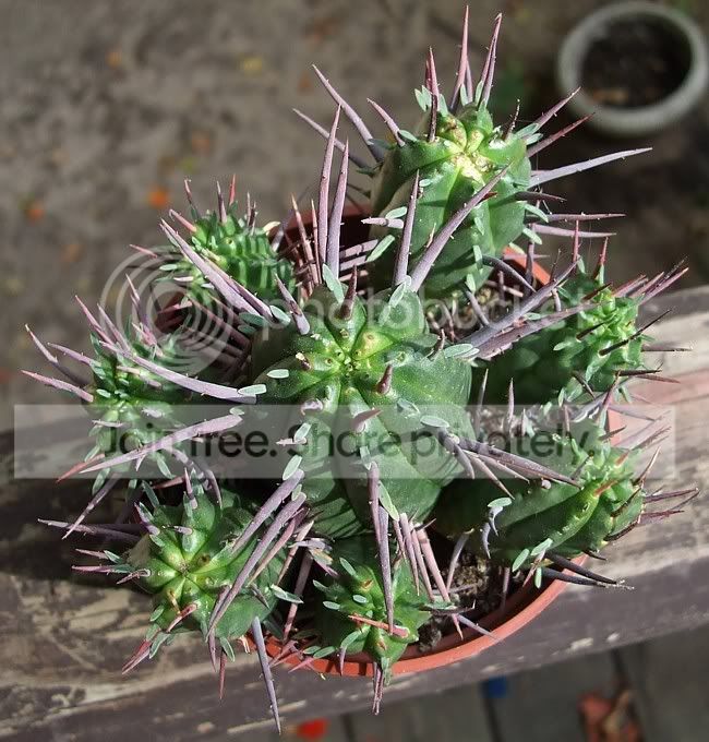 AfricanMilkTreebush010.jpg