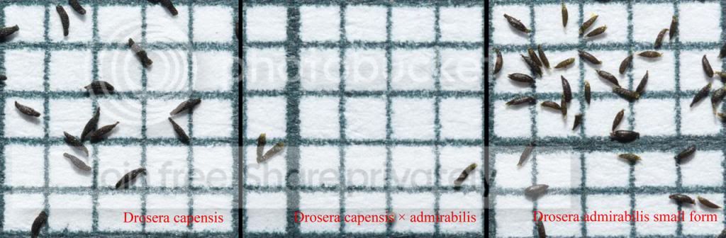 Dcapensisxadmirabilis_zpscfd995c1.jpg