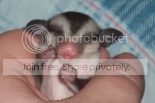 Scubee15days003.jpg