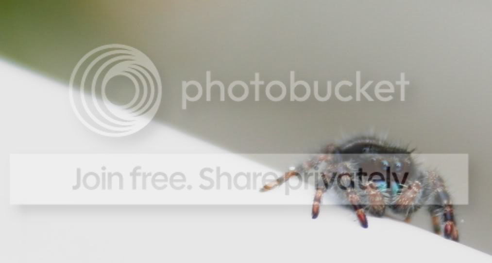 spider4-1.jpg