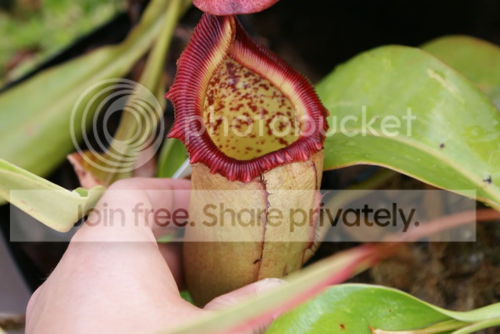 pitcherplants019.jpg