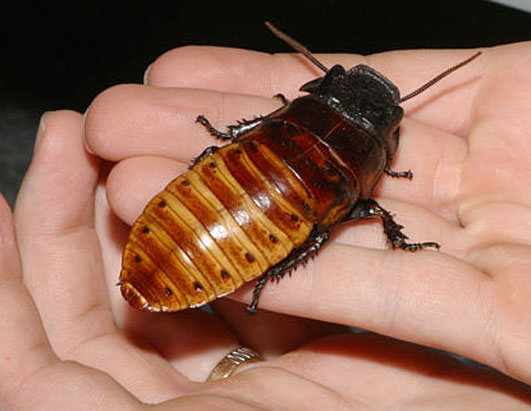 ap_hissing_roach_080410_ssh1.jpg