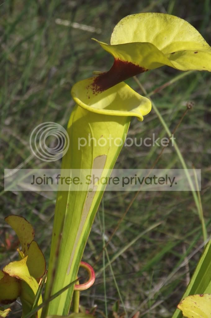 DSCF8585.jpg