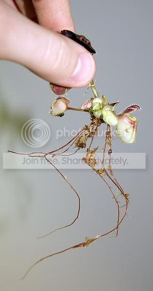 ceph-roots.jpg