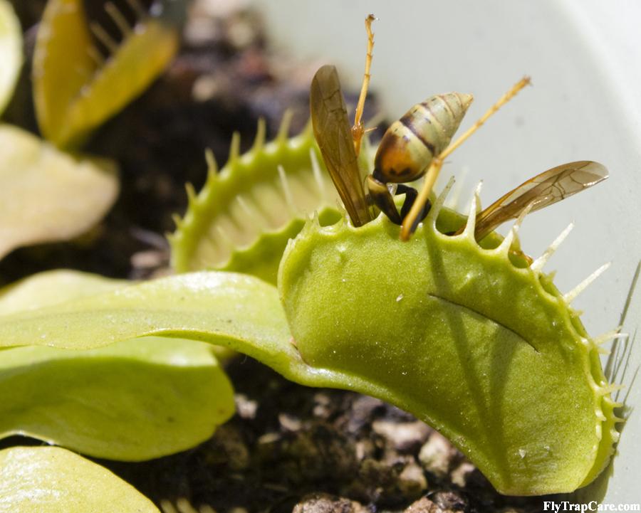VFT_with_a_meal.jpg