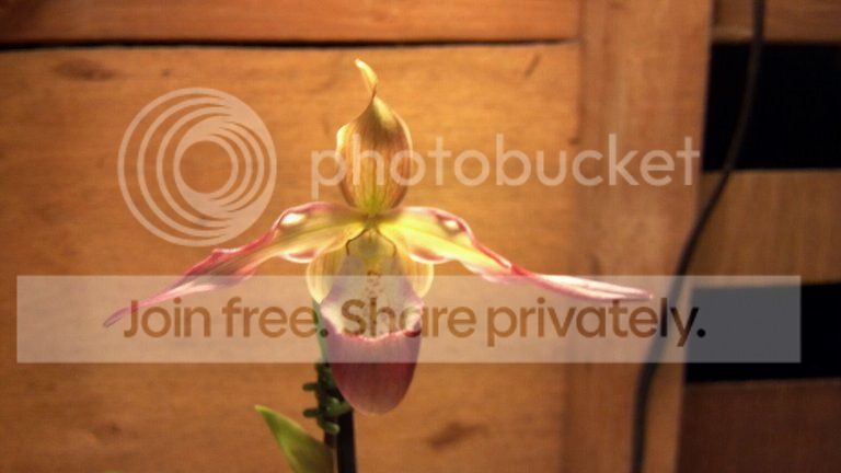 photobucket-4394-1352582216914.jpg