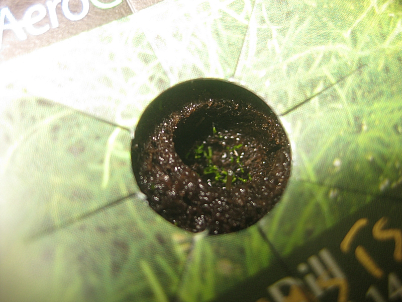 Aerogrow%20Drosera%20capensis%20typical%20T+18days.jpg
